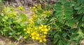 Senna siamea(Cassia siamea )