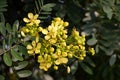 Senna siamea flower