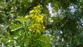 Senna siamea flowers with plants