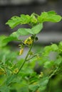 Senna tora (Cassia tora, tora, sickle senna, sickle pod, tora, coffee pod, foetid cassia, senna, sicklepod) in nature