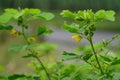 Senna tora (Cassia tora, tora, sickle senna, sickle pod, tora, coffee pod, foetid cassia, senna, sicklepod) in nature