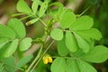 Senna tora (Cassia tora, tora, sickle senna, sickle pod, tora, coffee pod, foetid cassia, senna, sicklepod) in nature