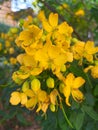 Senna tora (Cassia tora, Sickle Senna or Sickle Wild) is a leguminous plant. Royalty Free Stock Photo