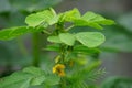 Senna tora (Cassia tora, tora, sickle senna, sickle pod, tora, coffee pod, foetid cassia, senna, sicklepod) in nature