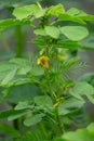 Senna tora (Cassia tora, tora, sickle senna, sickle pod, tora, coffee pod, foetid cassia, senna, sicklepod) in nature