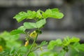 Senna tora (Cassia tora, tora, sickle senna, sickle pod, tora, coffee pod, foetid cassia, senna, sicklepod) in nature