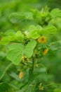 Senna tora (Cassia tora, tora, sickle senna, sickle pod, tora, coffee pod, foetid cassia, senna, sicklepod) in nature