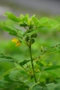 Senna tora (Cassia tora, tora, sickle senna, sickle pod, tora, coffee pod, foetid cassia, senna, sicklepod) in nature