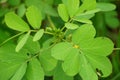 Senna tora (Cassia tora, tora, sickle senna, sickle pod, tora, coffee pod, foetid cassia, senna, sicklepod) in nature