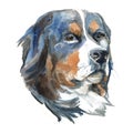 Sennenhund dog - hand-painted watercolor dog