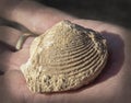 Senoian Period Clam Fossil on a Hand