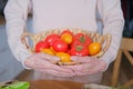 Senora woman holding a basket with farm tomatoes Royalty Free Stock Photo