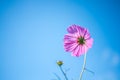 Sensation; Cosmos Bipinnatus; Pink Cosmos Standing Up Towerd Sky