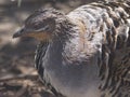 Sensational fabulous captivating Malleefowl.