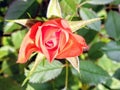 A Sensational Orange Rose