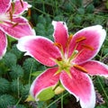 Sensational Oriental Lilies Stargazer Royalty Free Stock Photo