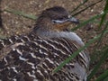 Sensational striking Malleefowl.