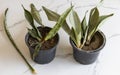 Sensaveria snake plants damage by over watering