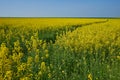 A sense in a field of yellow rapeseed in spring.