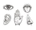 Sense organs. Hand drawn mouth and tongue, eye, nose, ear and hand palm. Engraving five senses vector illustration Royalty Free Stock Photo