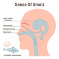 Sense of smell mechanism. Olfactory neurons and limbic brain system Royalty Free Stock Photo