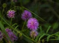 Sensitive Briar plant and flower, the leaves fold up when touched