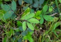 Sensitive compound leaf of Mimosa pudica - Sensitive plant, Sleeping grass, Action plant , Touch Ã¢â¬â me - not Royalty Free Stock Photo