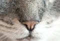 Sensitive feline nose Royalty Free Stock Photo