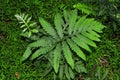 Sensitive fern plant. Royalty Free Stock Photo