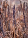 Sensitive fern rachis in wintery marsh Royalty Free Stock Photo