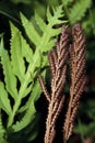 Sensitive Fern 37976