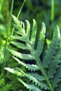 Sensitive Fern 38029