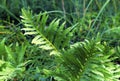 Sensitive Fern 32857