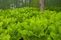 Sensitive Ferns Royalty Free Stock Photo