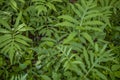 Sensitive ferns closeup