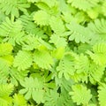 Sensitive Plant Royalty Free Stock Photo