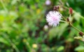Sensitive Plant, Also Called Touch-Me-Not, Mimosa Pudica, or Shy Royalty Free Stock Photo