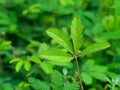 Close up leaves of Sensitive plant backgroun