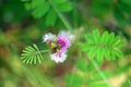 Mimosa pudica or sensitive plant purple bouquet flower blooming
