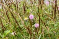 Sensitive plant flower Royalty Free Stock Photo