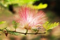 sensitive plant flower Royalty Free Stock Photo