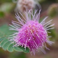 Sensitive plant flower, Mimosa pudica Royalty Free Stock Photo