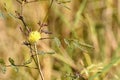 Sensitive plant flower Royalty Free Stock Photo