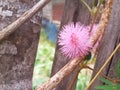 Sensitive plant Flower Royalty Free Stock Photo