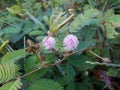 sensitive plant flower in the wild, mimosa pudica plant in India, Green leaf plant, pink color mimosa pudica flower in the forest. Royalty Free Stock Photo