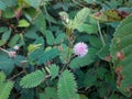 sensitive plant flower in the wild, mimosa pudica plant in India, Green leaf plant, pink color mimosa pudica flower in the forest. Royalty Free Stock Photo