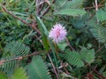 sensitive plant flower in the wild, mimosa pudica plant in India, Green leaf plant, pink color mimosa pudica flower in the forest. Royalty Free Stock Photo