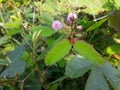 sensitive plant flower in the wild, mimosa pudica plant in India, Green leaf plant, pink color mimosa pudica flower in the forest. Royalty Free Stock Photo