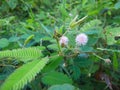 sensitive plant flower in the wild, mimosa pudica plant in India, Green leaf plant, pink color mimosa pudica flower in the forest. Royalty Free Stock Photo