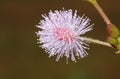 Sensitive plant Mimosa pucida Sleeping Grass Mimosaceae Royalty Free Stock Photo